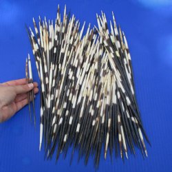 200 African Porcupine Quills (Semi Cleaned), 6-3/4" to 7-3/4" - $150
