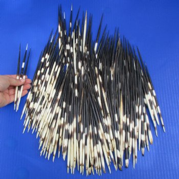 250 African Porcupine Quills (Semi Cleaned), 6-3/4" to 7-3/4" - $188