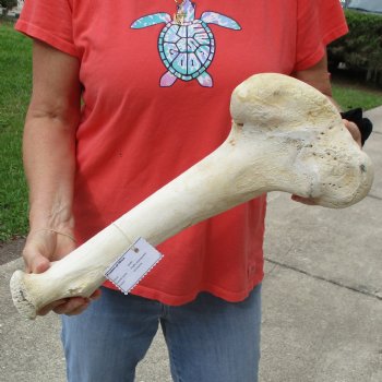 B-Grade 18" Giraffe Femur Leg Bone - $40