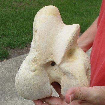 B-Grade 18" Giraffe Femur Leg Bone - $40