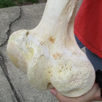 B-Grade 18" Giraffe Femur Leg Bone - $40