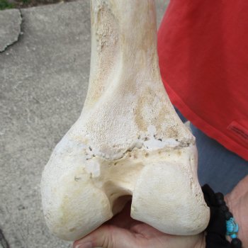 B-Grade 18" Giraffe Femur Leg Bone - $40