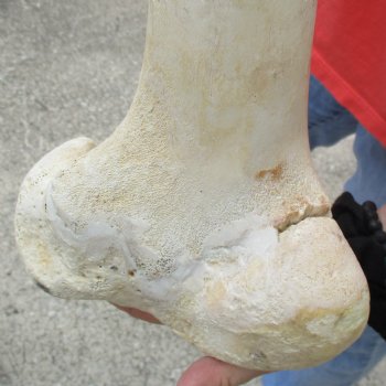 B-Grade 18" Giraffe Femur Leg Bone - $40