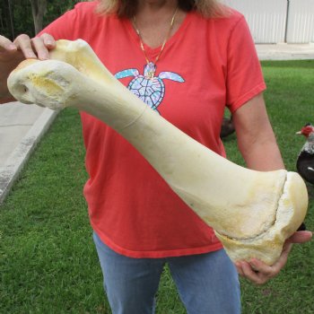 B-Grade 22" Giraffe Humerus Leg Bone - $40