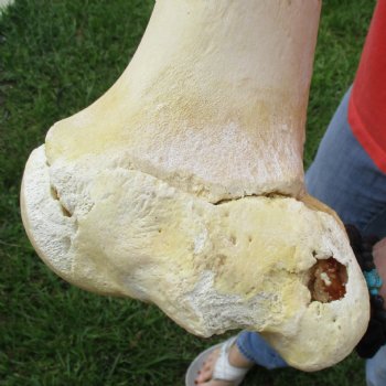 B-Grade 22" Giraffe Humerus Leg Bone - $40