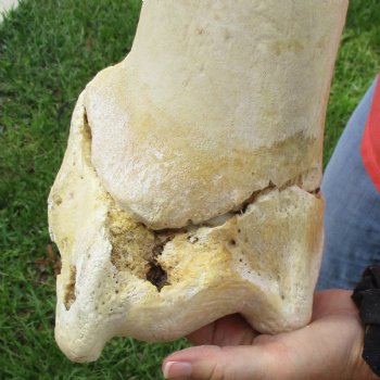 B-Grade 22" Giraffe Humerus Leg Bone - $40