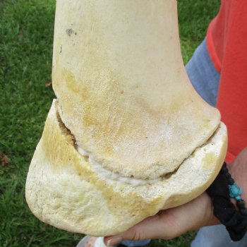 B-Grade 22" Giraffe Humerus Leg Bone - $40