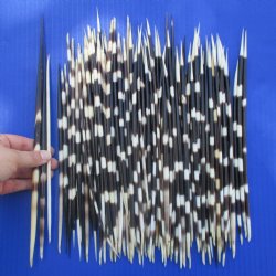 100 African Porcupine Quills (Clean), 9" to 12" - $110