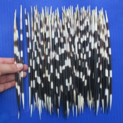 100 African Porcupine Quills (Clean), 8" to 9" - $110