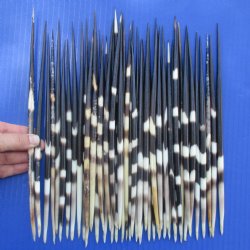 50 African Porcupine Quills (Clean), 10" to 11" - $70