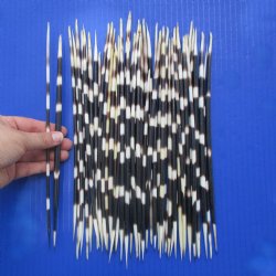 50  African Porcupine Quills (Clean), 10" - $70