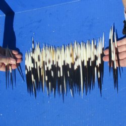 100 African Porcupine Quills (Clean), 4" to 6" - $70
