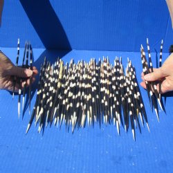 80 African Porcupine Quills (Clean), 8" to 10" - $90
