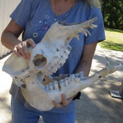 17" B-Grade Camel Skull - $125