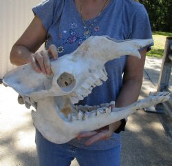 18" B-Grade Camel Skull - $125
