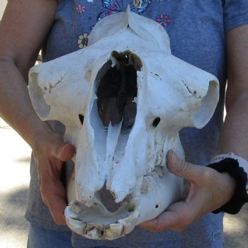 18" B-Grade Camel Skull - $125