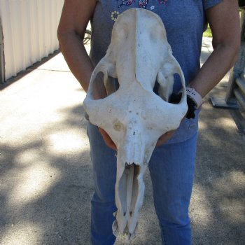 18" B-Grade Camel Skull - $125