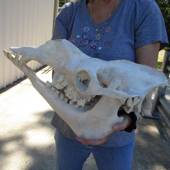 18" B-Grade Camel Skull - $125