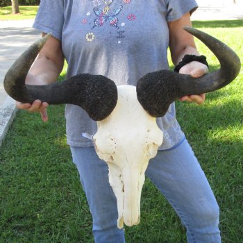 B-Grade African Blue Wildebeest Skull with 22" Horn Spread - $65