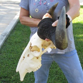 B-Grade African Blue Wildebeest Skull with 22" Horn Spread - $65