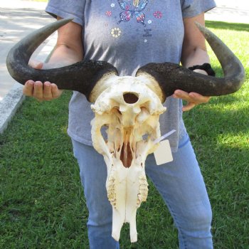 B-Grade African Blue Wildebeest Skull with 22" Horn Spread - $65