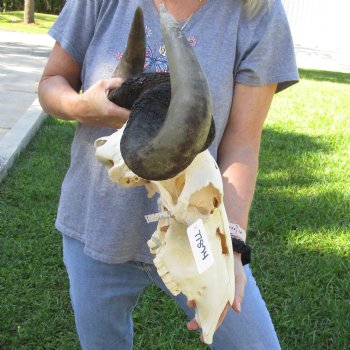 B-Grade African Blue Wildebeest Skull with 22" Horn Spread - $65