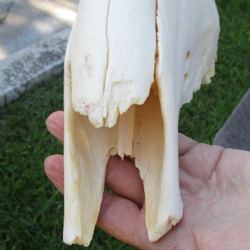 B-Grade African Blue Wildebeest Skull with 22" Horn Spread - $65