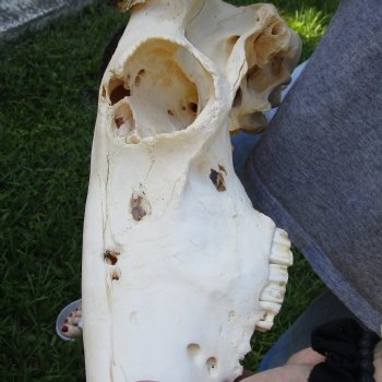 B-Grade African Blue Wildebeest Skull with 22" Horn Spread - $65