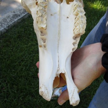 B-Grade African Blue Wildebeest Skull with 22" Horn Spread - $65