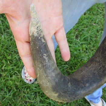 B-Grade African Blue Wildebeest Skull with 22" Horn Spread - $65