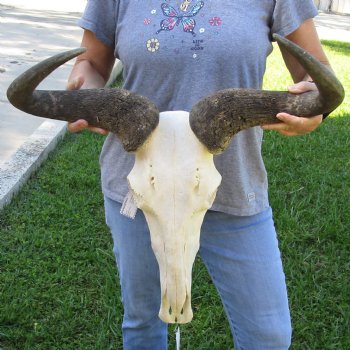 African Blue Wildebeest Skull with 23" Horn Spread - $95