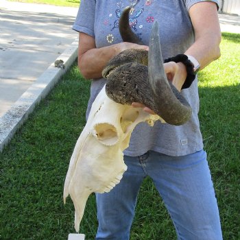 African Blue Wildebeest Skull with 23" Horn Spread - $95