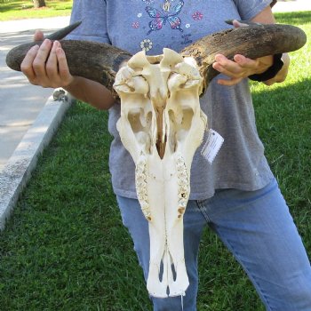 African Blue Wildebeest Skull with 23" Horn Spread - $95