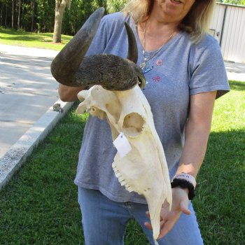 African Blue Wildebeest Skull with 23" Horn Spread - $95