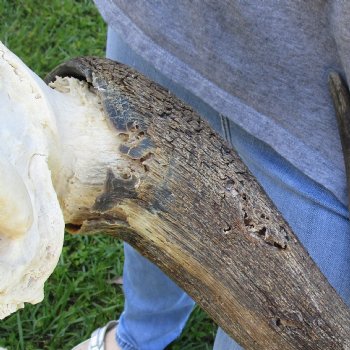 African Blue Wildebeest Skull with 23" Horn Spread - $95