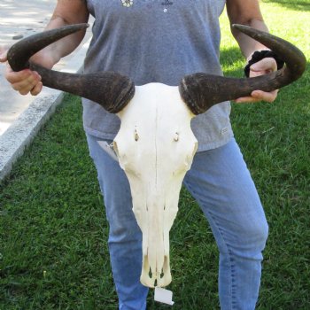 African Blue Wildebeest Skull with 24" Horn Spread - $95