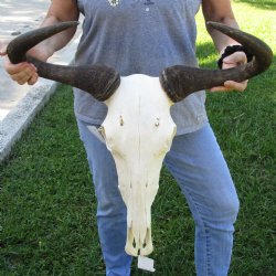 African Blue Wildebeest Skull with 24" Horn Spread - $95