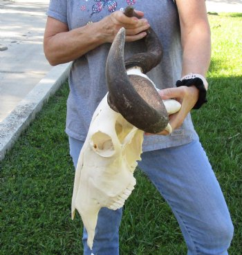 African Blue Wildebeest Skull with 24" Horn Spread - $95