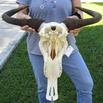 African Blue Wildebeest Skull with 24" Horn Spread - $95