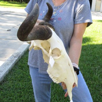 African Blue Wildebeest Skull with 24" Horn Spread - $95