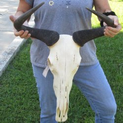 African Blue Wildebeest Skull with 19" Horn Spread - $85
