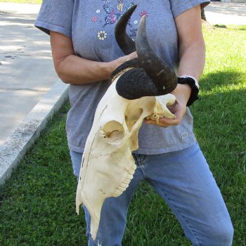 African Blue Wildebeest Skull with 19" Horn Spread - $85