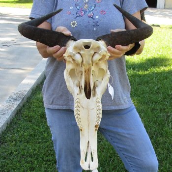 African Blue Wildebeest Skull with 19" Horn Spread - $85