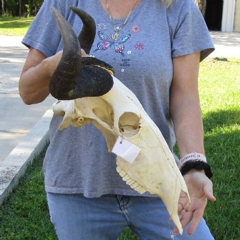 African Blue Wildebeest Skull with 19" Horn Spread - $85