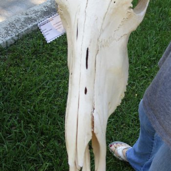 African Blue Wildebeest Skull with 19" Horn Spread - $85