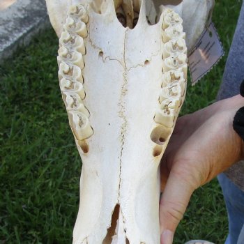 African Blue Wildebeest Skull with 19" Horn Spread - $85