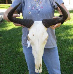 African Blue Wildebeest Skull with 18" Horn Spread - $85