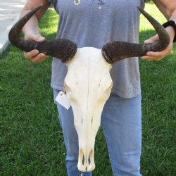 African Blue Wildebeest Skull with 20" Horn Spread - $85