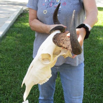 African Blue Wildebeest Skull with 20" Horn Spread - $85