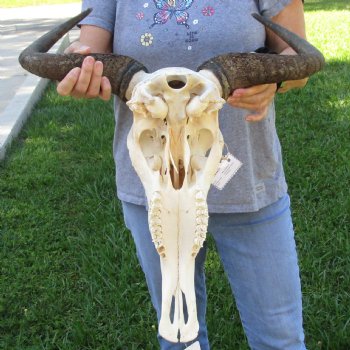 African Blue Wildebeest Skull with 20" Horn Spread - $85